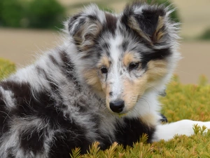 shetland Sheepdog, dog, Puppy