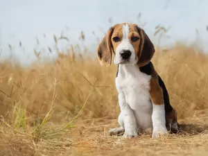 sitter, dog, Beagle, Puppy