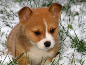 Puppy, snow