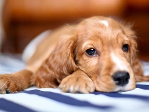 Puppy, Cocker, Spaniel