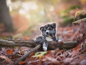 Lod on the beach, Leaf, Puppy, Akita Inu, dog