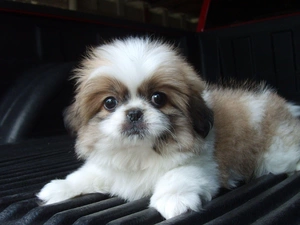 Puppy, Shih Tzu