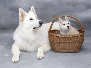 Puppy, dog, wicker, basket, Siberian Husky, White Swiss Shepherd