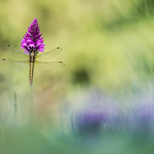 Flower, dragon-fly, purple