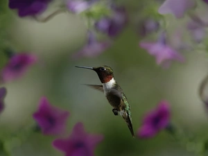 Flowers, humming-bird, purple