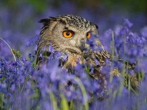 owl, purple, Flowers, eagle-owl