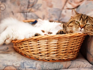 basket, Two cars, puss