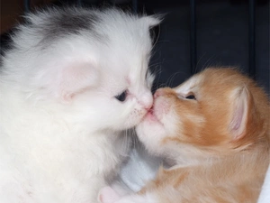 puss, kiss
