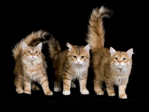 Three, Black, background, puss