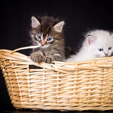 basket, Two cars, puss
