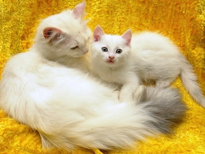 White, Yellow, background, puss