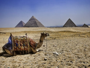 Pyramids, Camel, Desert