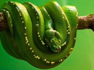 Python Green, branch
