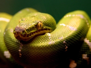 python, convoluted, Green
