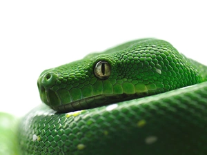 python, Green, Snake