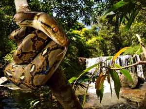 Snake, trees, waterfall, python
