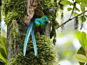 tail, tropical, Plants, Quetzal Heraldic, trees, Bird
