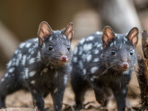Tiger Quoll, Eastern Quoll