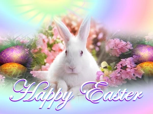 Easter, eggs, Flowers, rabbit