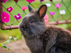 Rabbit, Flowers