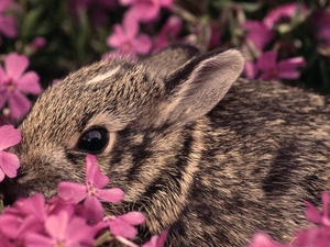 rabbit, Flowers