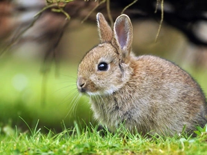 Rabbit, grass