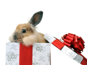 Rabbit, Present