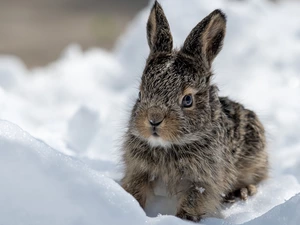 Rabbit, winter, snow