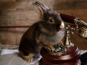 Rabbit, Telephone