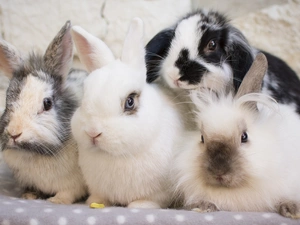 Rabbits, Blanket