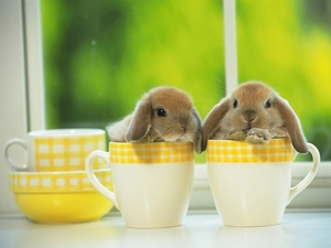 rabbits, cups
