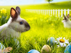 Easter, Meadow, eggs, Rabbits