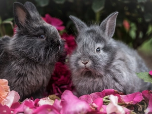 Flowers, Two cars, Rabbits
