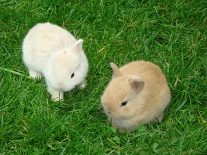rabbits, grass