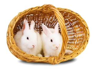 rabbits, basket, White