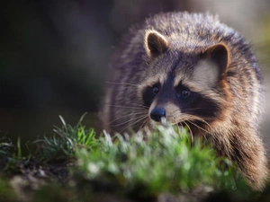 raccoon