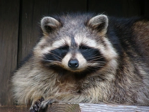 raccoon, boarding