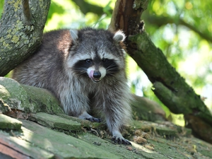 raccoon, branches