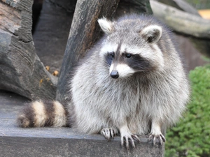 raccoon, claws