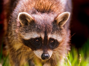 raccoon, Eyes