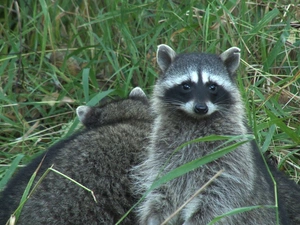 raccoon, grass