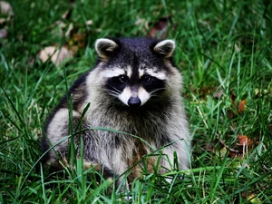 raccoon, grass