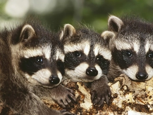Raccoon, Three, mug