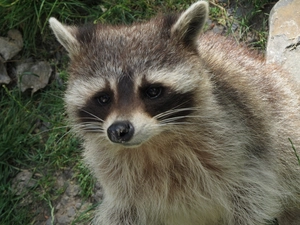 raccoon, muzzle