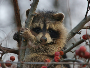 raccoon, branch pics