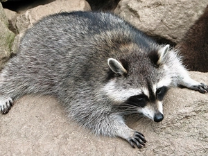 raccoon, rocks