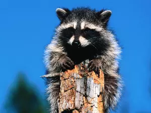 raccoon, stump