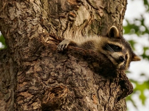 raccoon, trees
