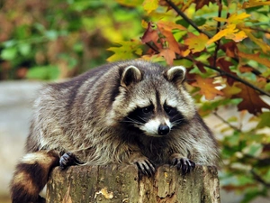 raccoon, trunk