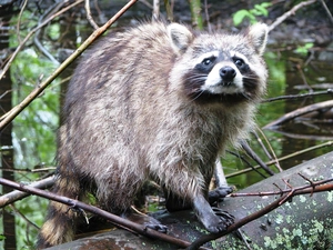 raccoon, Twigs